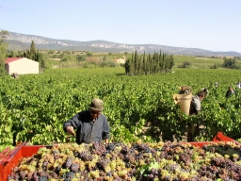 Hand harvesting in the LANGUEDOC